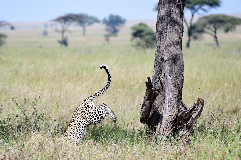 Central Serengeti